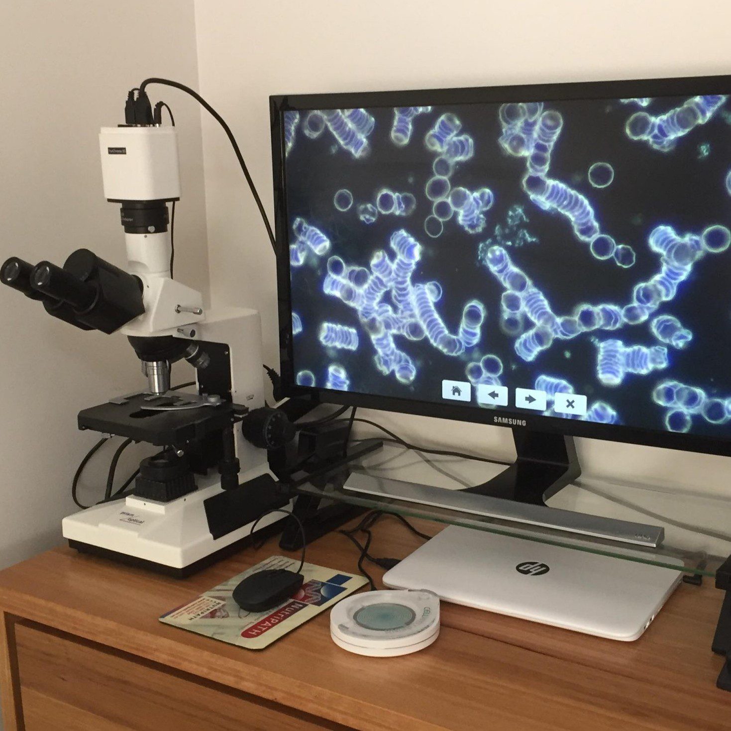 Naturopathic health coaching for gut health digestion chronic illness